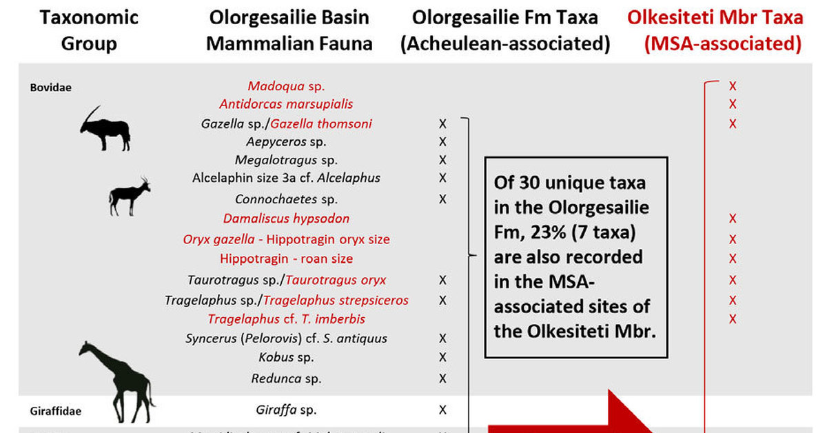 Sapiens dominabitur astris перевод. Megalotragus. Anomalospiza imberbis.