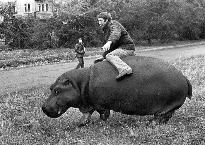 A drunken man tries to ride a hippopotamus, Novokuznetsk, 1982. - the USSR, The photo, Black and white, hippopotamus, Animals