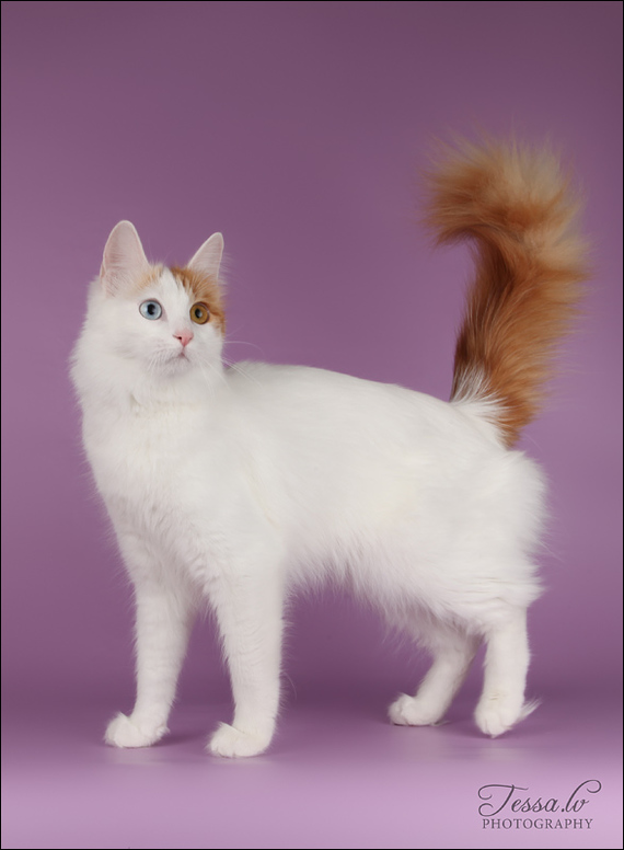 Tessa's cats - cat, The photo, Tessa, Longpost, Turkish Van, , Burmese, Cat breeds