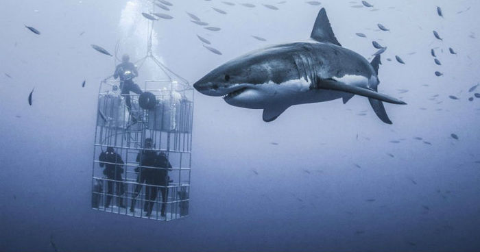 Photographer Captures Huge White Shark Circling Divers' Cage - Shark, Diving, The photo, Predator, Longpost