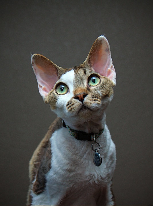 Devon Rex - cat, Breed, Devon Rex, Longpost