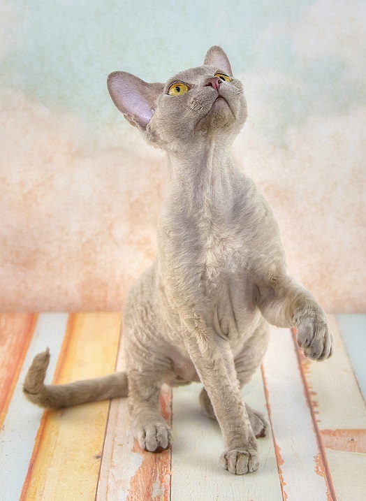 Devon Rex - cat, Breed, Devon Rex, Longpost