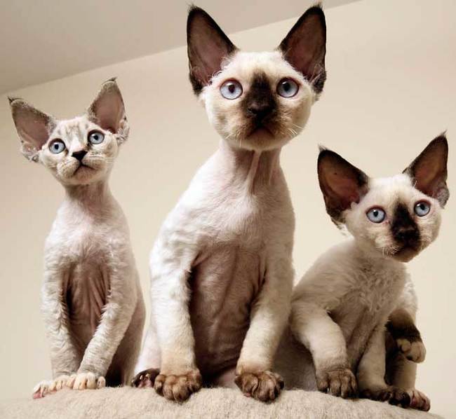 Devon Rex - cat, Breed, Devon Rex, Longpost