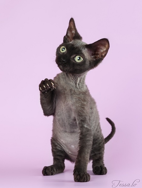 Devon Rex - cat, Breed, Devon Rex, Longpost