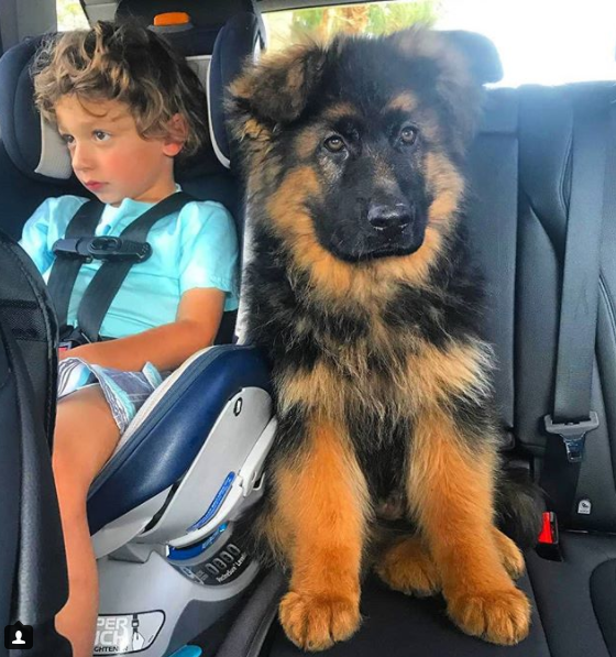 When you didn't have enough chair :3 - Dog, Milota, German Shepherd, Children, Animals, Sheepdog