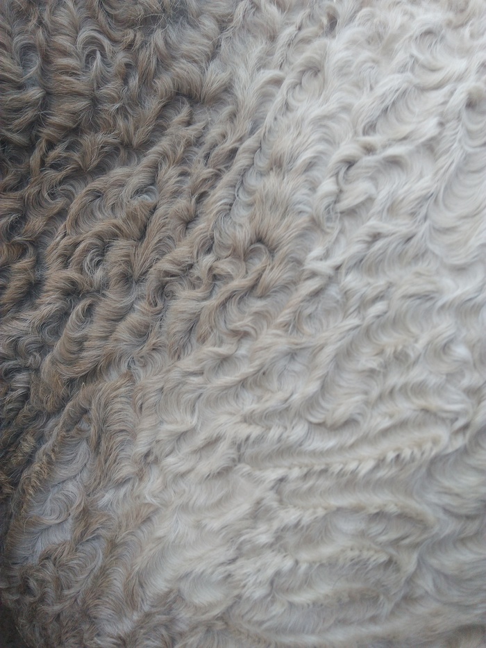 Кучерявая лошадь Животные, Лошади, Милота, Необычное, Домашние животные, Длиннопост, Республика Беларусь, Забайкальская кучерявая лошадь