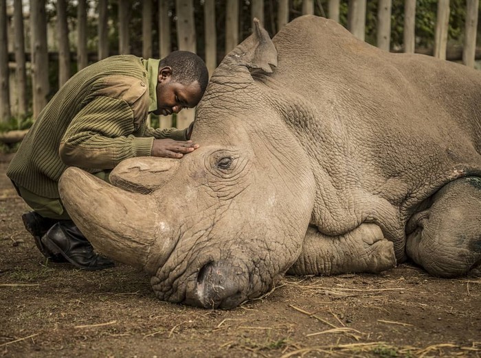 The last northern white rhinoceros. - Rhinoceros, Africa, Accordion, Repeat