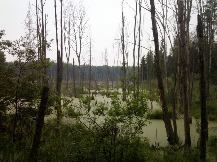 Bogs in the Kaliningrad region. - My, The photo, Kaliningrad region, Swamp, Beavers, Nature, Longpost