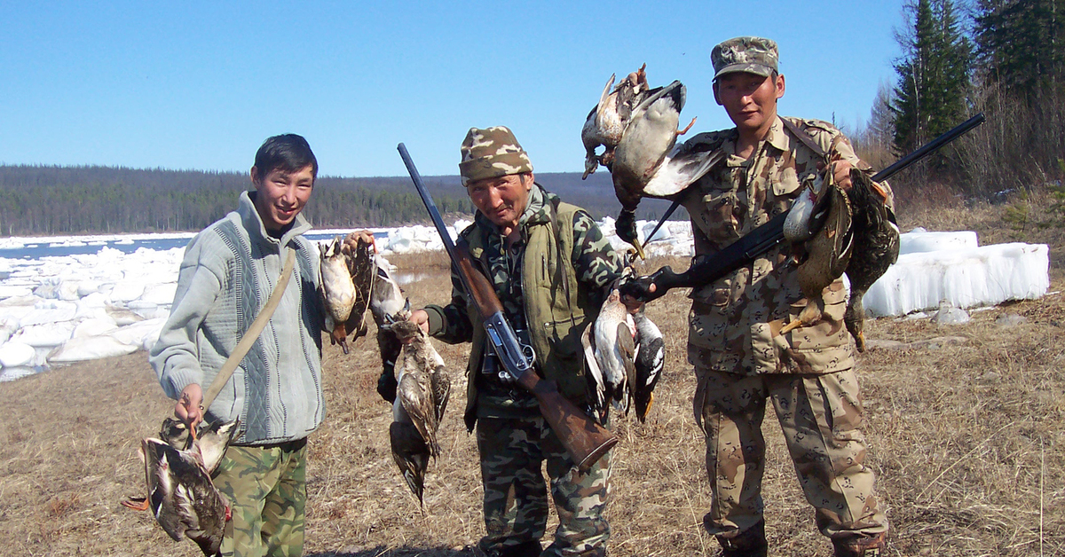 Утки якутии. Весенняя охота на уток Якутия.