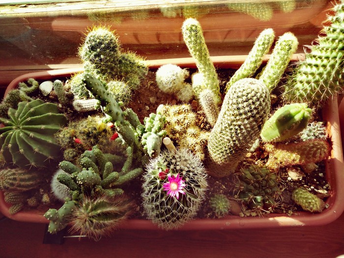 cactus plantation - My, Krasnodar, The photo, Cactus, Blooming cacti, Window, Mobile photography