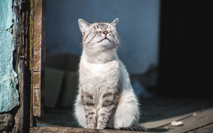 Smelled of spring - My, cat, Spring, The photo