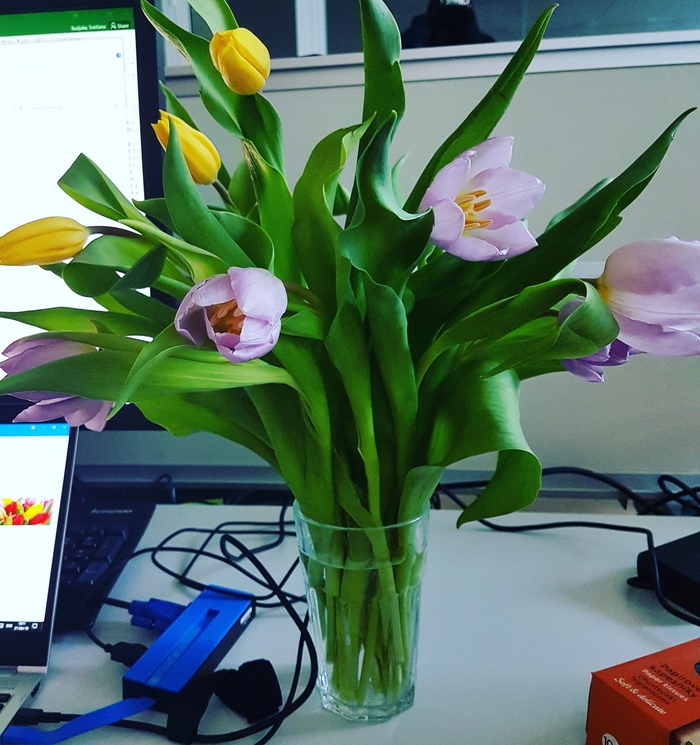 tulip day - My, Charity, Work, Kindness, Do good