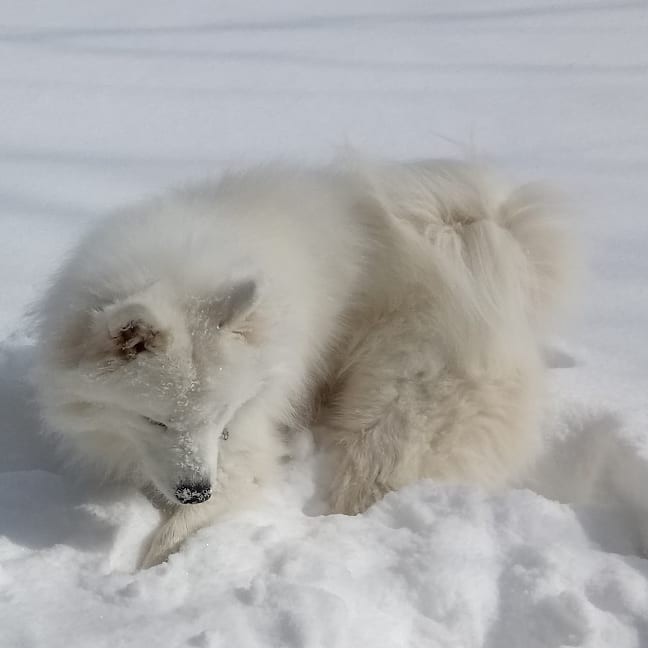 And we have winter again. - My, Samoyed, Dog, Winter, The photo, Longpost