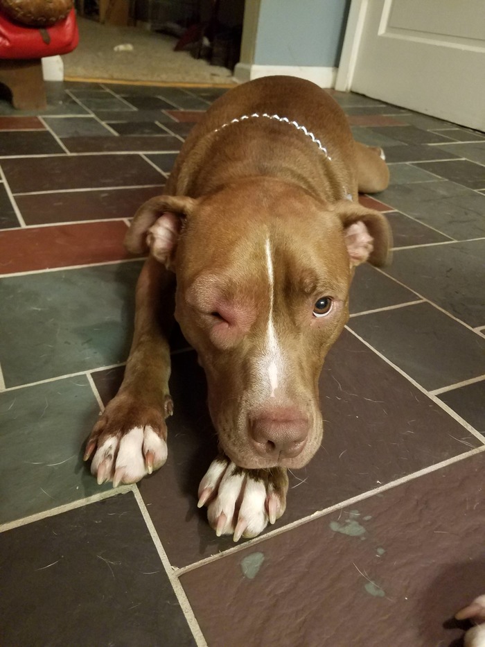 Она проиграла бой с шершнем.