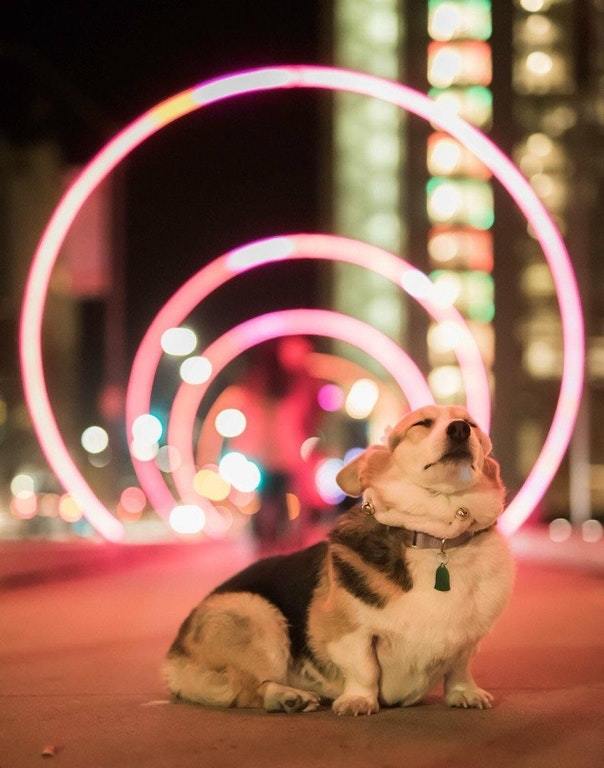 This dog is more photogenic than many people - The photo, Dog