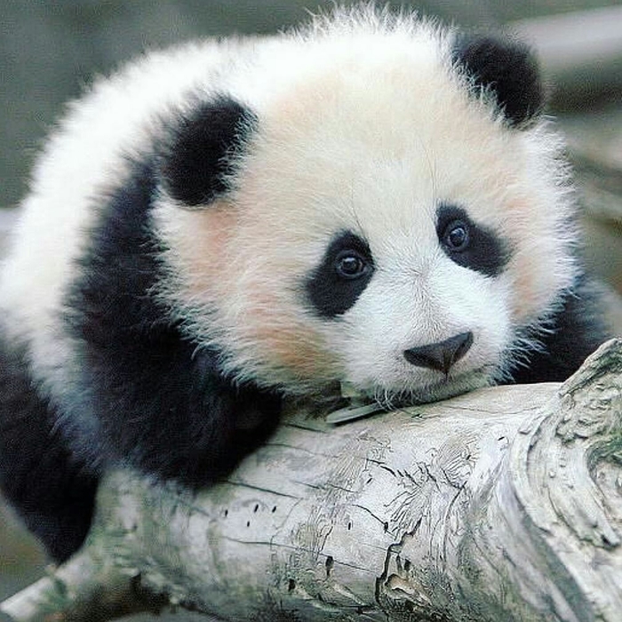 Sadness. - Panda, Milota