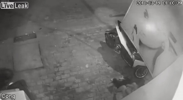 Как воруют собак во Вьетнаме.