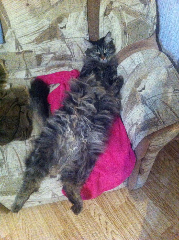 Vaska's favorite sleeping position :) - My, Catomafia, Basil, Animals, cat