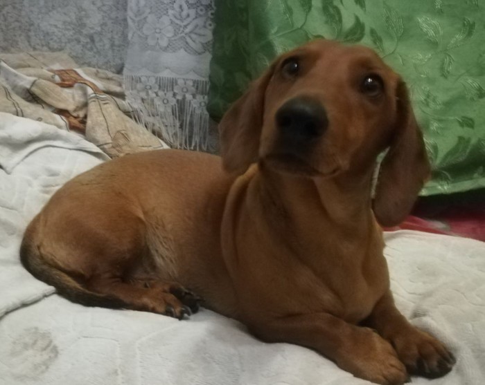 Help post - dog found! - My, The city of Artem, Found a dog, Dachshund, Help, Dog, No rating