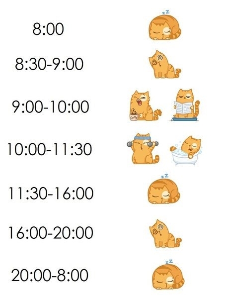 Schedule. - Humor, cat