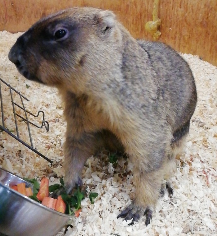groundhog effect - My, Forest Embassy, Marmot, Pets, Zoo, Got sick, Longpost, The photo