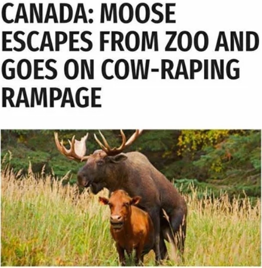 Canada: A moose escaped from a zoo in Calgary and began violently raping cows. - Elk, Animals, Zoo, Canada, Madness, Picture with text, Translation