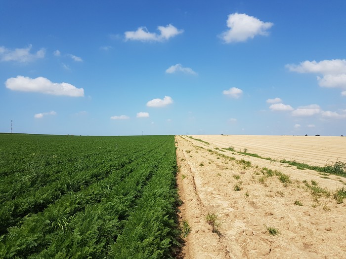 A bit of symmetry - My, The photo, Landscape, Field, 