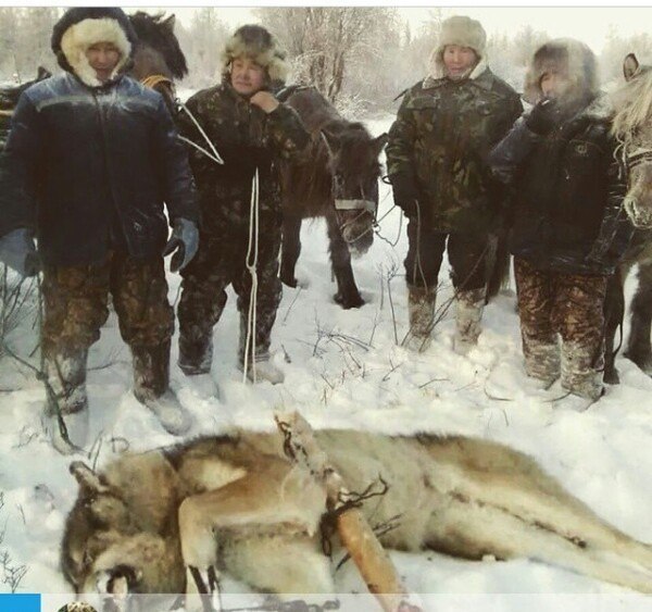 Fact: the largest wolves are found in Yakutia - Yakutia, Wolf, , Hunting, The photo, Longpost