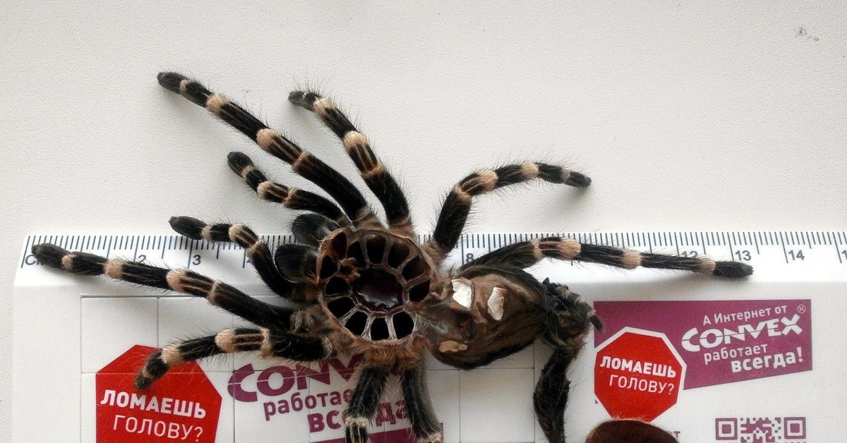 Spider mine. Паук линяет. Как линяют пауки. Экзувий. Сколько раз в месяц линяет паук.