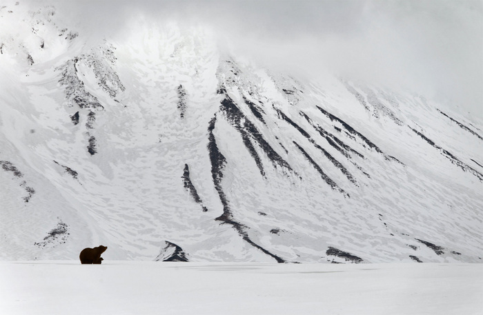 Almost black and white - Animals, The Bears, The mountains, Kamchatka, The photo, Volcano flounder