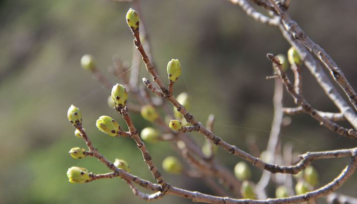Деревья пробуждаются