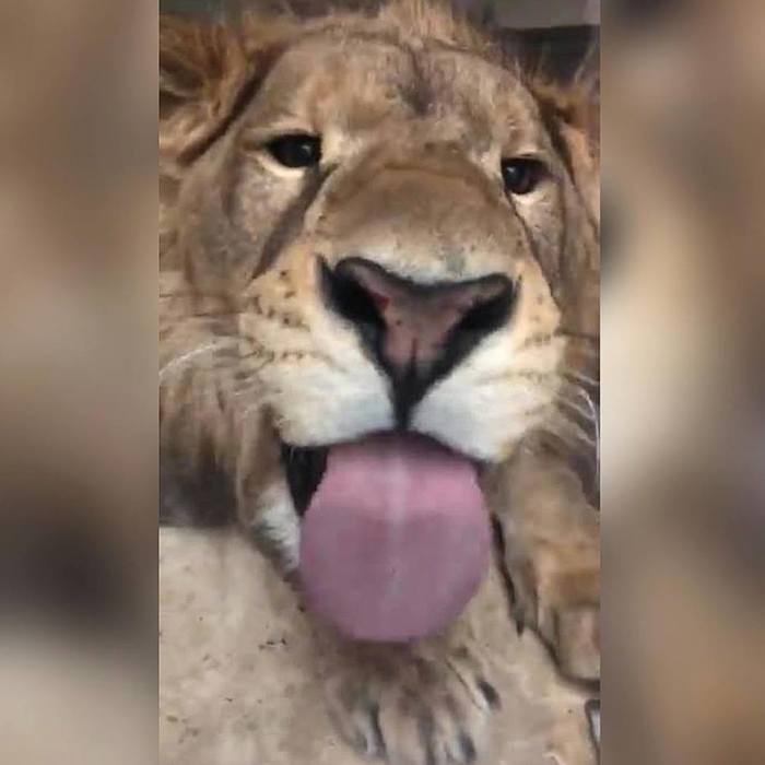 The king took a selfie - a lion, Milota, Language, Cat family, Selfie