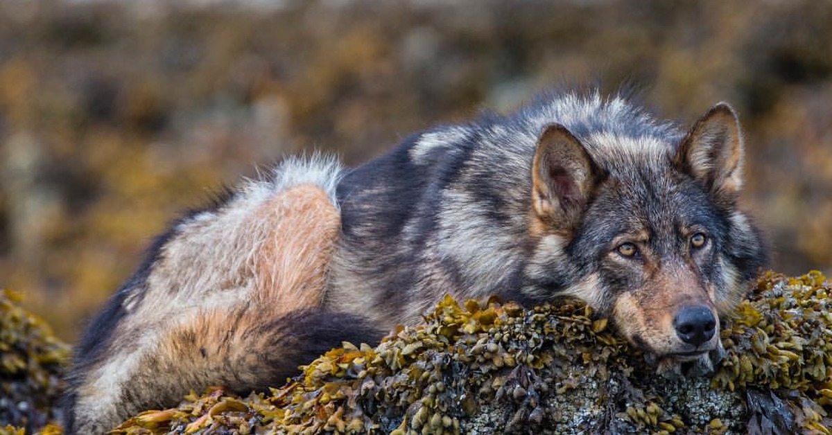 Wolf stress. Макензийский волк. Сибирский Тундровый волк. Сибирский Лесной волк. Берингийский волк.