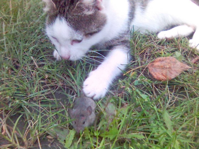 Tom and Jerry in real life - My, cat, Mouse, Old photo, In the animal world