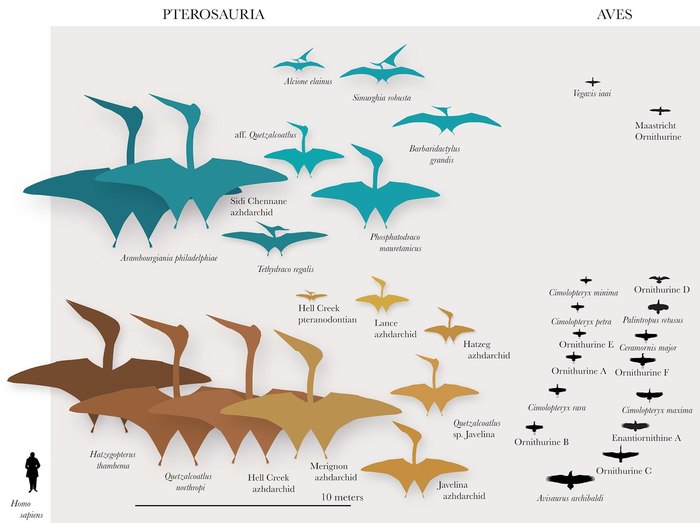 They are fucking huge! - Pterosaurs, Birds, Biology, Dinosaurs, Infographics, Cretaceous