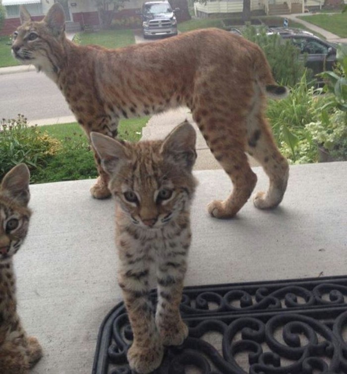 A family of lynxes came straight to the front door of the house - USA, Lynx, wildlife, Wild animals, Meeting, Longpost, Summer, The photo