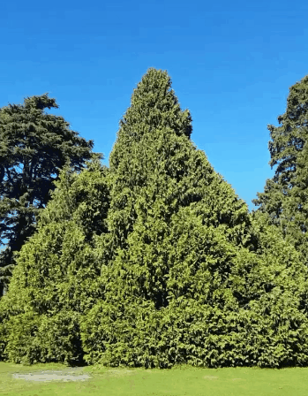 Дерево - мечта детства