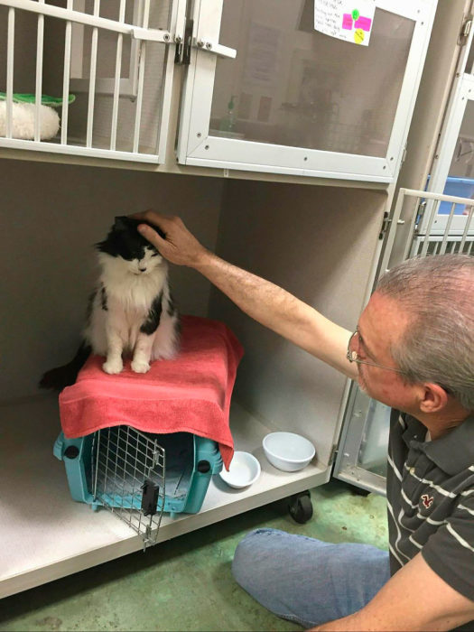 The cat spent his whole life in a carrier - Society, Animals, cat, USA, Texas, The rescue, Good, Vet clinic, Video, Longpost, Kindness