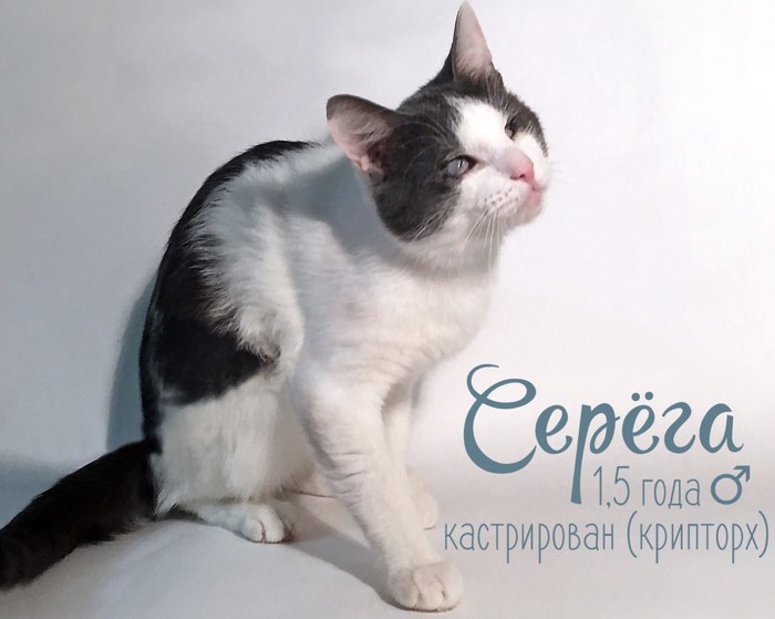 Cats are looking for a home, or how we adopted the 21st cat (St. Petersburg)! - My, cat, Help, In good hands, Shelter, Kindness, Saint Petersburg, Longpost, No rating, Helping animals