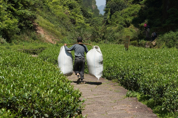 How tea is made - My, Tea, China, Chinese tea, Celestial, Longpost, Plantation, , How is it done