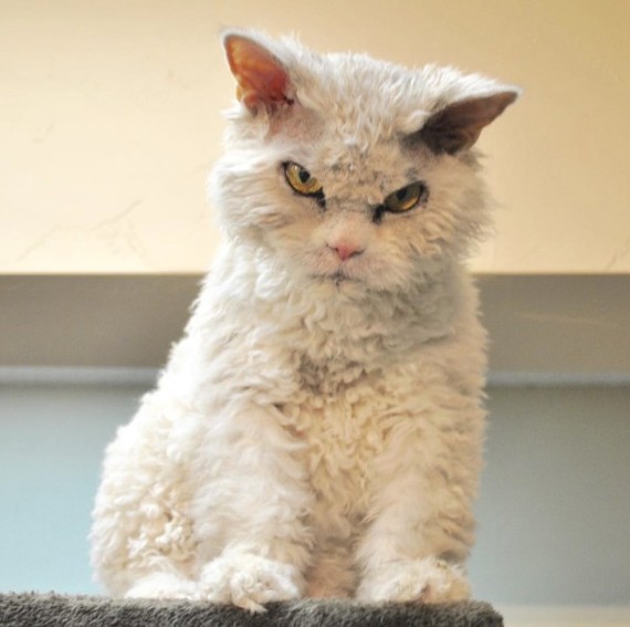 And again the severe cat Albert =) - cat, Selkirk rex, Longpost