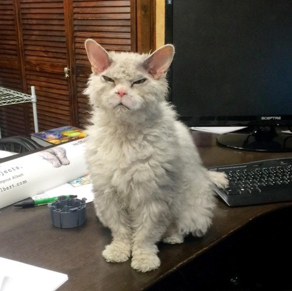 And again the severe cat Albert =) - cat, Selkirk rex, Longpost