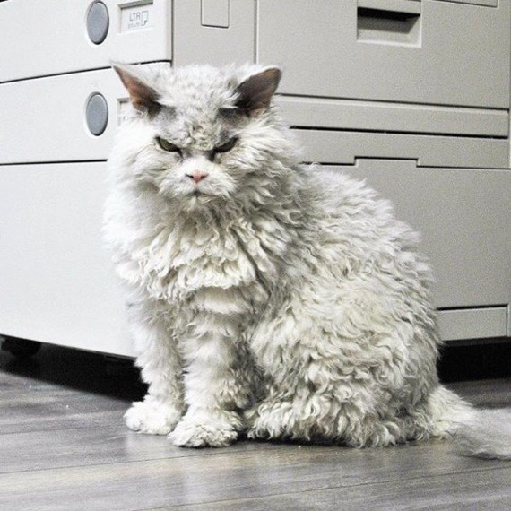 And again the severe cat Albert =) - cat, Selkirk rex, Longpost