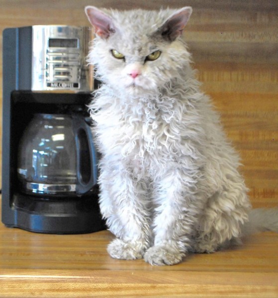 And again the severe cat Albert =) - cat, Selkirk rex, Longpost