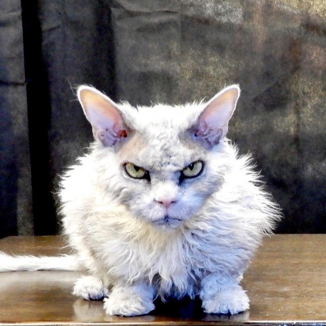 And again the severe cat Albert =) - cat, Selkirk rex, Longpost