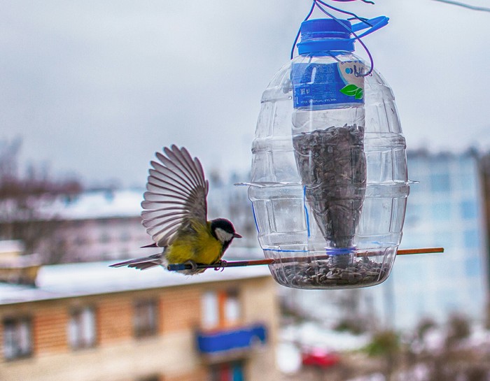 Tits on the feeder - My, Birds, Tit, Trough, The photo, Longpost