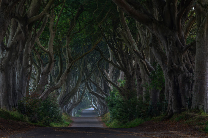 Fairytale trail in Ireland (Dark Hedges) - Road, Tree, Ireland, Tourism, Great Britain, Movies, Filming, Legend, Longpost
