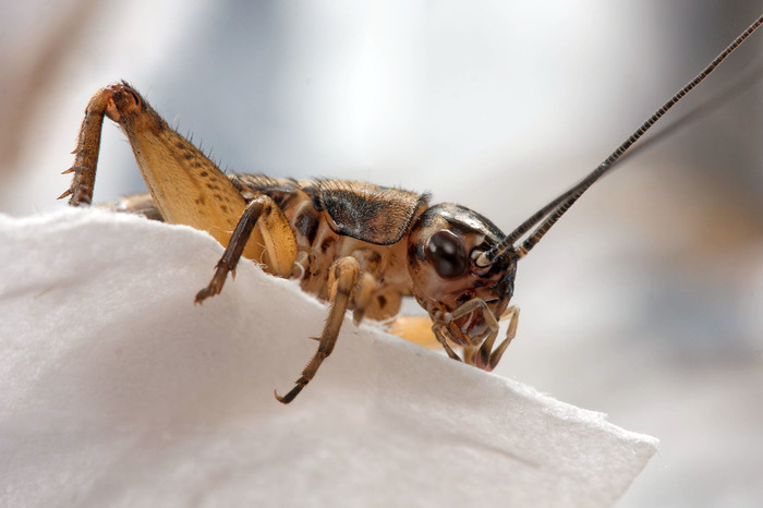 Домашние животные в разных странах Животные, Страны, Домашние животные, Фотография, Длиннопост