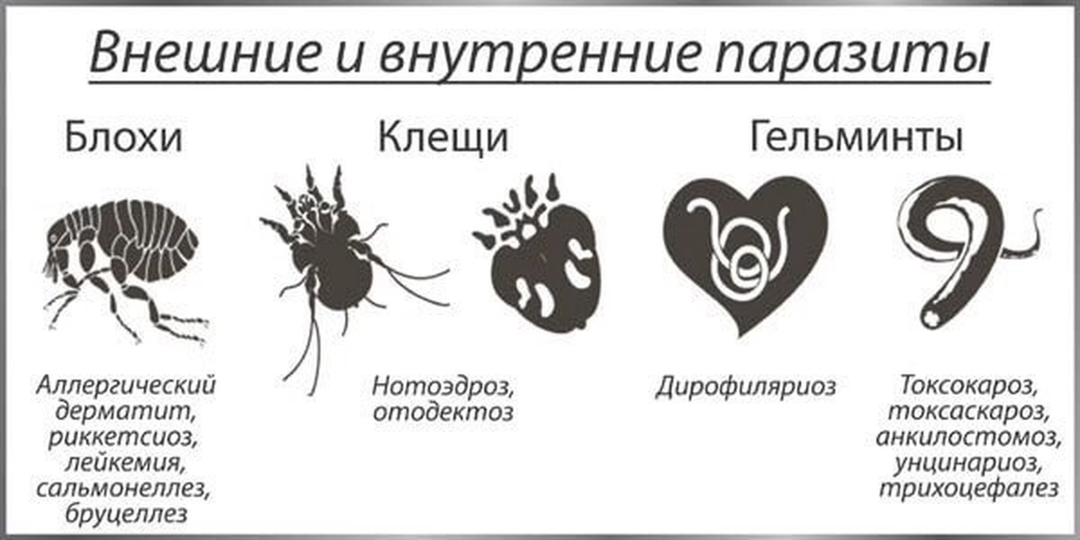 Чем внутренние паразиты отличаются от внутренних паразитов. Схема гельминты паразиты человека и животных. Наружные и внутренние паразиты. Внутренние паразиты животных. Внешние и внутренние паразиты животных.