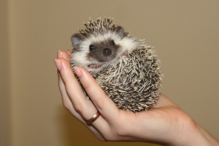 Домашние животные в разных странах Животные, Страны, Домашние животные, Фотография, Длиннопост